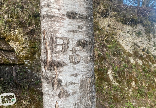 Set: Tree Graffiti